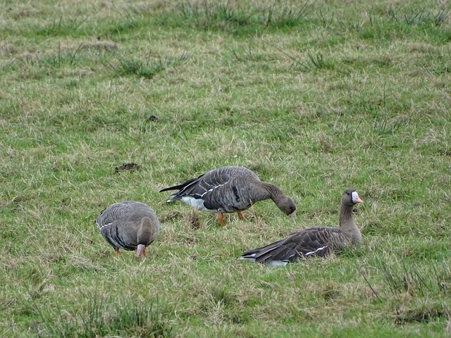而火箭的新 而火箭的新